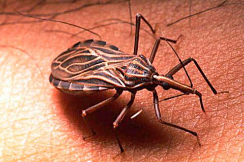 Garrapata transmisora de la enfermedad de Chagas