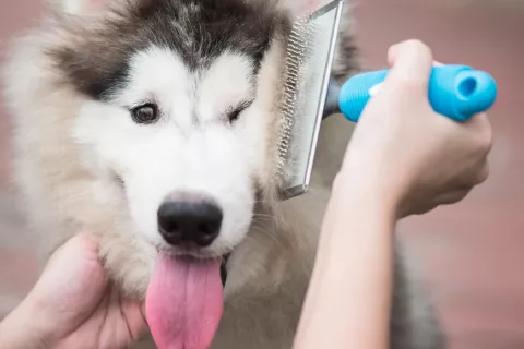 Alopecia canina: cómo combatirla