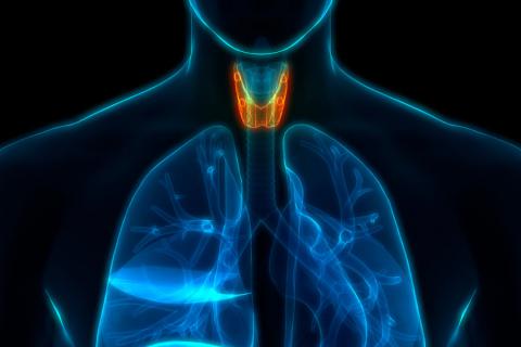 Ilustración de la glándula tiroides