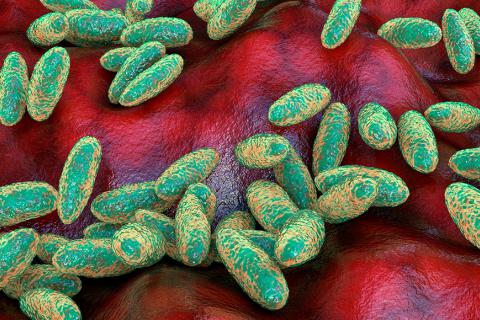 Bacterias que producen la peste