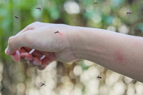 Mosquito transmisor del virus mayaro