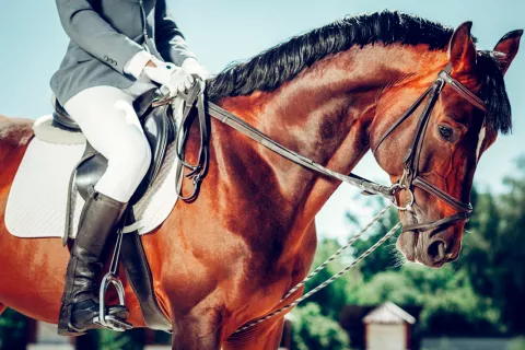 Manejo de caballos