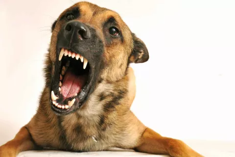 Bebé Sucio masa Mordeduras de animales Causas, síntomas y tratamiento