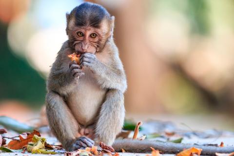 Mono con síntomas de viruela del mono