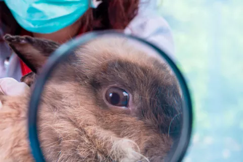 Fiebre de los conejos