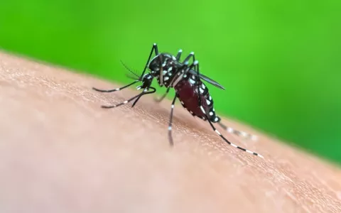Primer plano de mosquito sobre la piel de una persona