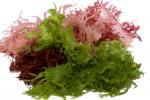 Tipos de algas comestibles
