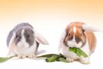 Alimentación e higiene del conejo Belier