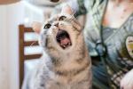 Un veterinario explora la boca de un gato