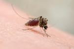 Mosquito que provoca la fiebre de Oropouche