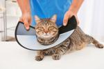 Veterinario colocando el collar isabelino a un gato