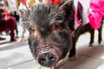 Consejos para la compra de un cerdo vietnamita