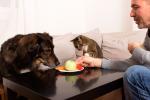 Un perro y un gato observan atentamente un plato con alimentos que les muestra su dueño