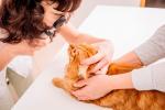 Veterinario diagnosticando conjuntivitis en un gato