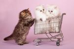 Consejos para comprar un gato persa