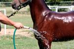 Alimentación e higiene del caballo árabe