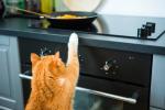 Intoxicación en el gato por alimentos caseros