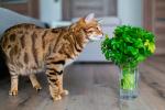 Intoxicación del gato por plantas y flores