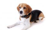 Perro de raza beagle