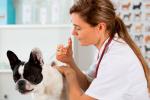 Cómo prevenir la gastroenteritis canina
