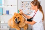 Veterinario vacuna para prevenir la leishmaniosis canina