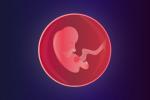 Embrión en la semana 4 de embarazo