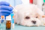 Perro con Alzhéimer canino recibiendo medicación