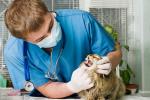 Un veterinario examina la boca de un gato