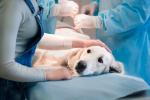 Opciones terapéuticas para tratar el cáncer en perros