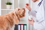 Un veterinario ofrece un medicamento a un perro cardiópata