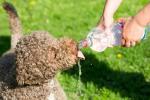 El dueño de un perro le da agua de una botella de plástico
