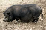 Alimentación e higiene del cerdo vietnamita Alimentación e higiene del cerdo vietnamita