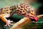 Alimentación e higiene del gecko leopardo Alimentación del gecko leopardo
