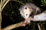 Alimentación e higiene de la zarigüeya Zarigüeya comiendo carne subida a un árbol