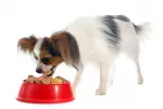 Alimentación e higiene del perro papillon Perro papillon comiendo el tipo de pienso indicado para esta raza