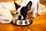 Alimentación e higiene del bulldog francés