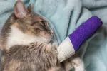 Caída libre en gatos, cómo actuar Cómo actuar si tu gato sufre una caída