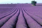 Plantaciones de lavanda Campos de lavanda