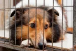 Causas de depresión en el perro Perro deprimido encerrado en jaula