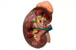 Tipos de diabetes insípida Causas y tipos de diabetes insípida