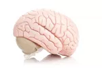 Causas del síndrome de Tourette Problemas cerebrales como causas del síndrome de Tourette