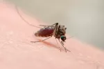 Causas de la fiebre de Oropouche Mosquito que provoca la fiebre de Oropouche