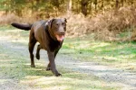 Tipos de cojera en los perros y cómo se diagnostican Tipos de cojera en los perros