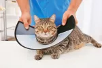 Cómo usar el collar isabelino para evitar molestias al perro o gato Veterinario colocando el collar isabelino a un gato