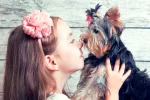 Consejos para la compra de un Yorkshire terrier Niña coge en brazos a un Yorkshire terrier