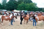 Consejos para la compra de un caballo Pinto Compra de un caballo Pinto