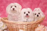 Tres bichones malteses en una cesta de mimbre