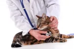 Consecuencias de la obesidad felina Consecuencias de la obesidad felina