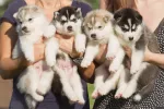 Consejos para la compra de un husky siberiano Dos criadoras sujetan en sus manos a cuatro cahorritos de husky siberiano