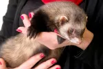 Consejos para la compra de un hurón Una mujer sostiene a su hurón en las manos